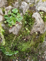 Geum cockaynei