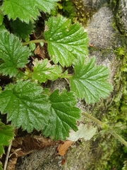 Geum cockaynei