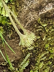 Geum cockaynei