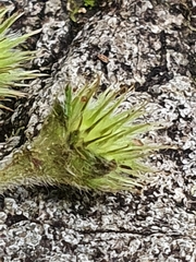 Geum cockaynei