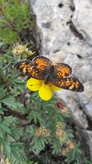 Phyciodes batesii