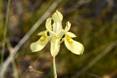 Moraea neglecta