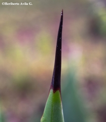 Agave maximiliana