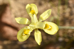 Moraea neglecta