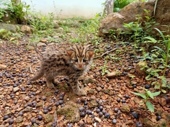 Prionailurus bengalensis