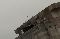Columba livia domestica