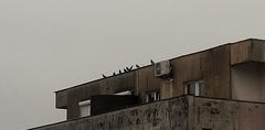 Columba livia domestica