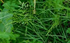Poeae