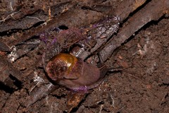 Parmavitrina megastoma