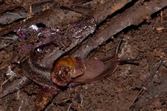 Parmavitrina megastoma