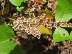 Rhus chinensis