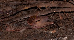 Parmavitrina megastoma