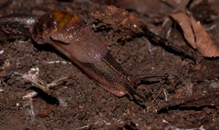 Parmavitrina megastoma
