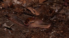 Parmavitrina megastoma