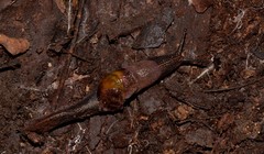 Parmavitrina megastoma