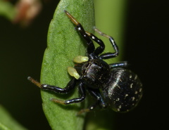 Heliophanus orchesta