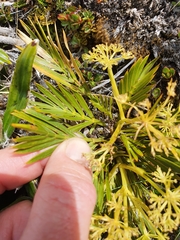 Aciphylla similis