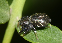 Heliophanus orchesta