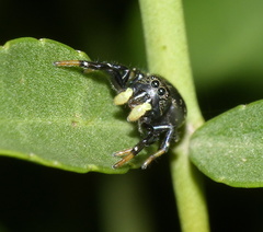 Heliophanus orchesta