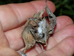 Heliophanus orchesta