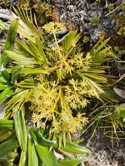 Aciphylla similis