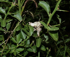 Heliophanus orchesta