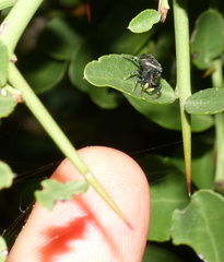Heliophanus orchesta