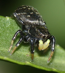 Heliophanus orchesta