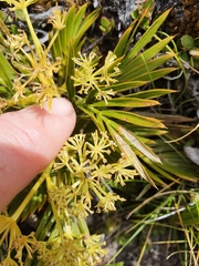 Aciphylla similis