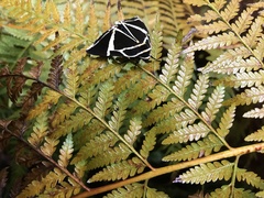 Fodina ostorius