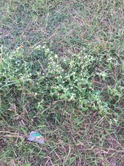 Alternanthera bettzickiana