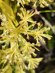 Aciphylla similis