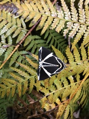 Fodina ostorius