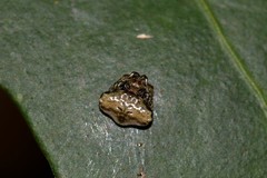 Arkys speechleyi