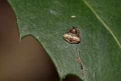 Arkys speechleyi