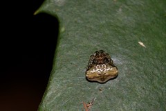 Arkys speechleyi