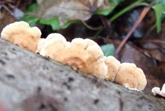 Cerrena zonata