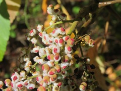 Rhus chinensis