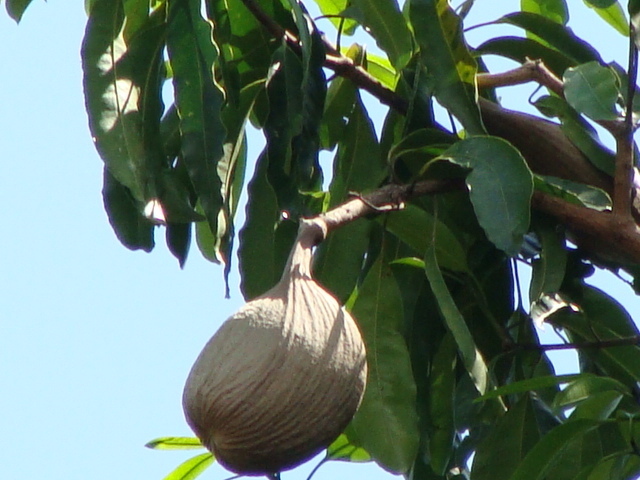 Aspidosperma cruentum