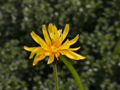 Microseris lanceolata