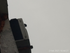 Columba livia domestica