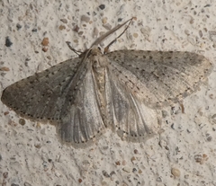 Colostygia multistrigaria