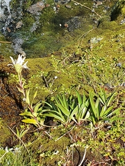 Dolichoglottis scorzoneroides