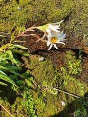 Dolichoglottis scorzoneroides
