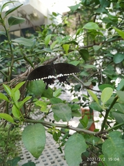 Papilio polytes