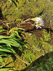 Dolichoglottis scorzoneroides