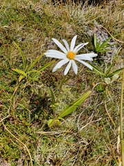 Dolichoglottis scorzoneroides