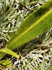 Dolichoglottis scorzoneroides