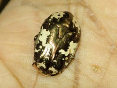 Protaetia aurichalcea