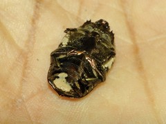 Protaetia aurichalcea